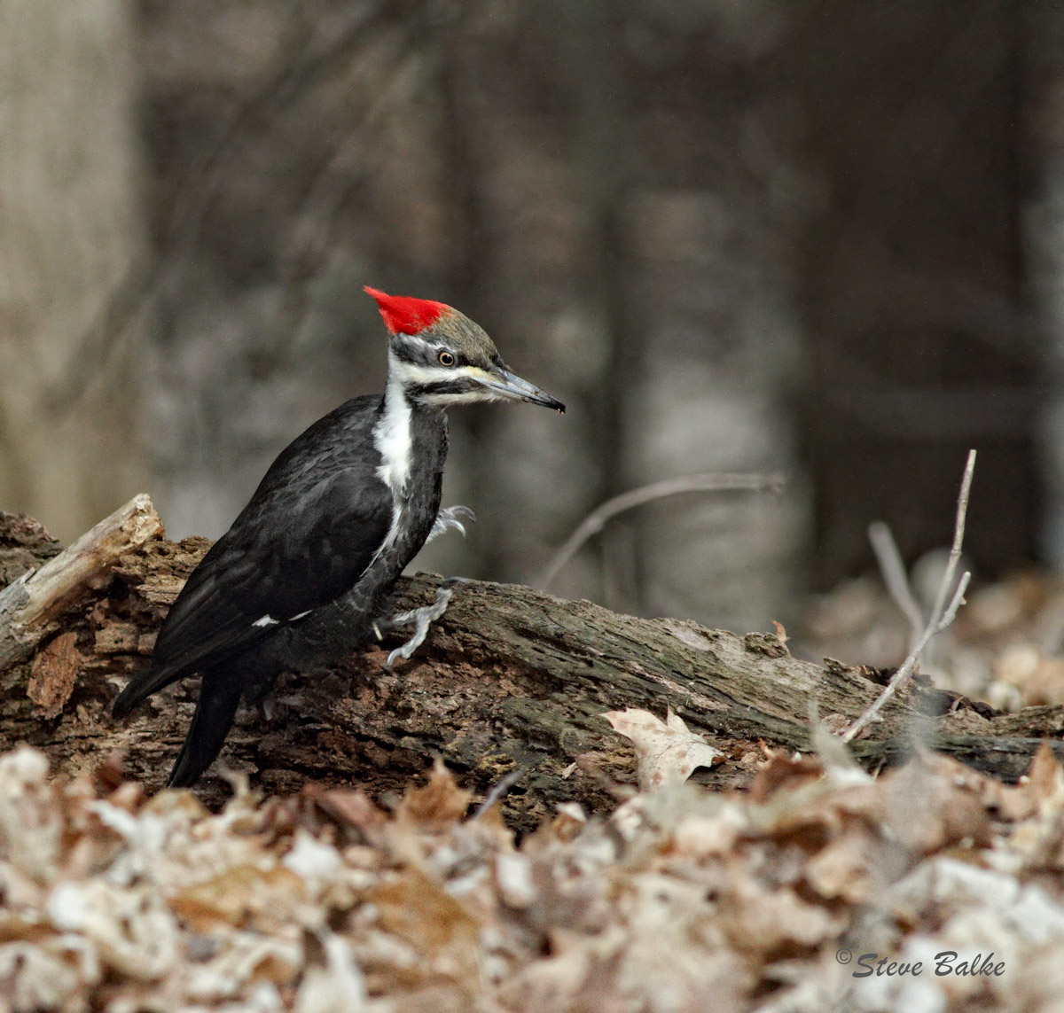 Pileated + repost
