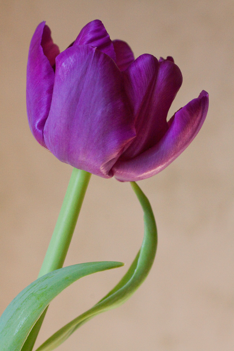 Purple...