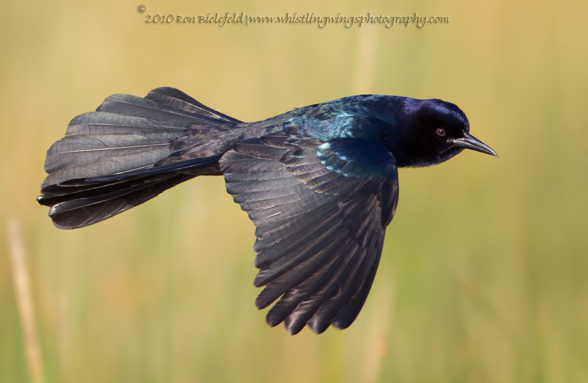 Boat-tailed grackle