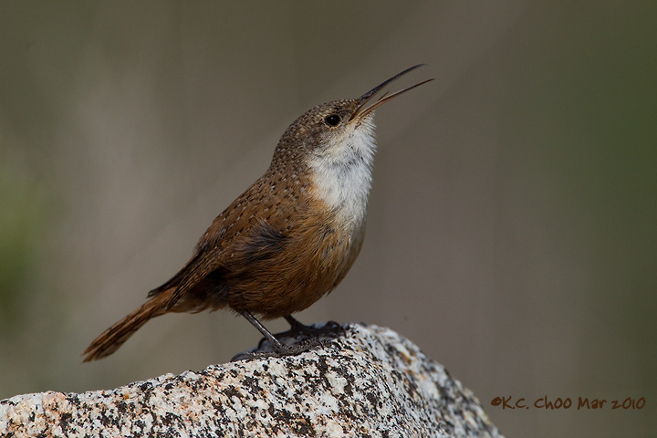 Canyon Wren + REPOST