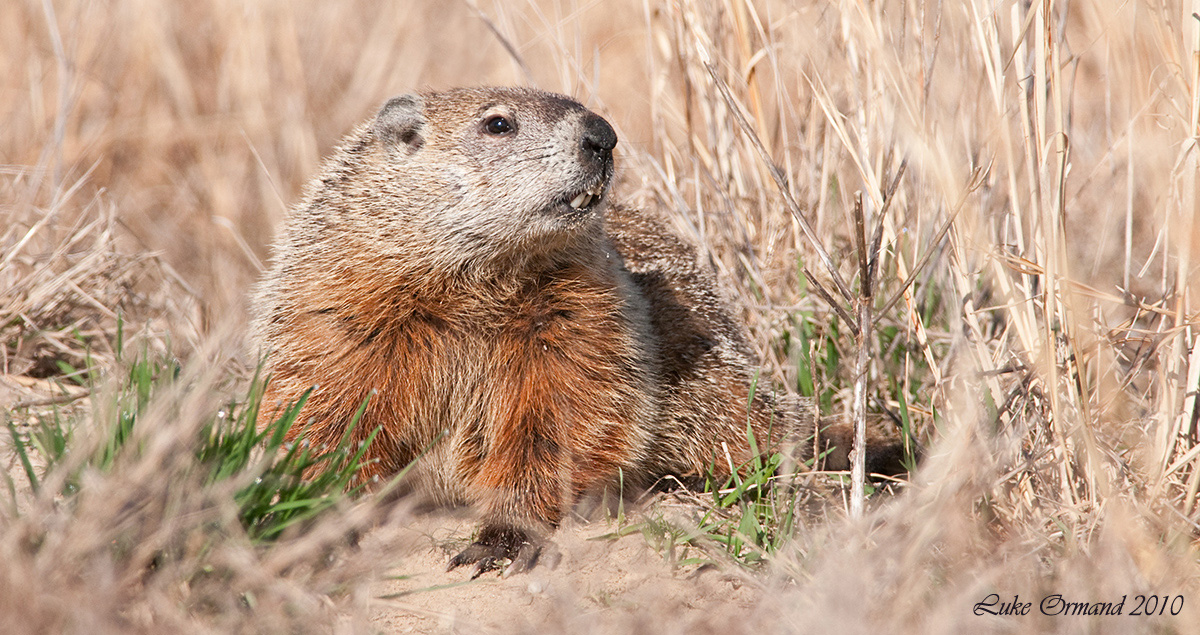 Groundhog