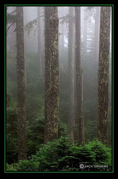 OLD GROWTH, Oregon