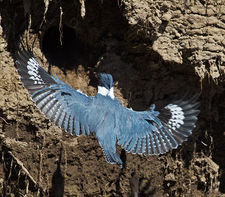 Kingfisher at burrow