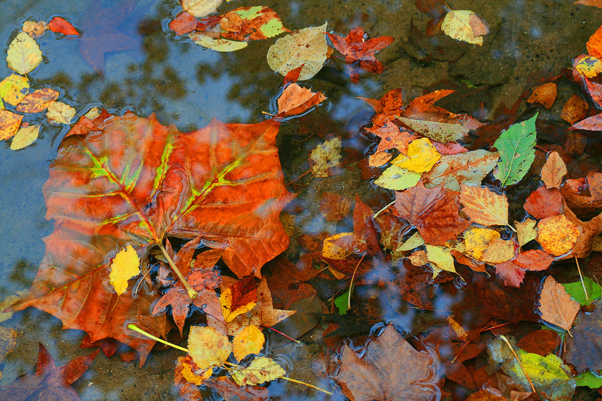 Fall Reflections