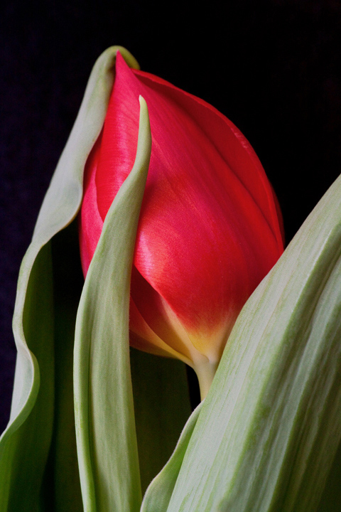 Red...
