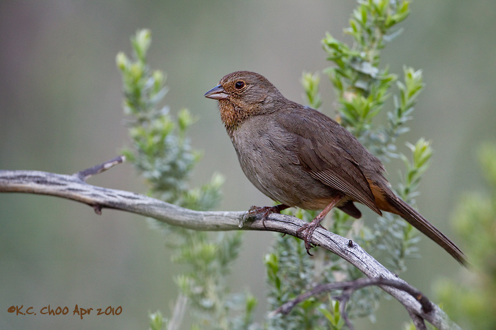 California Towhee