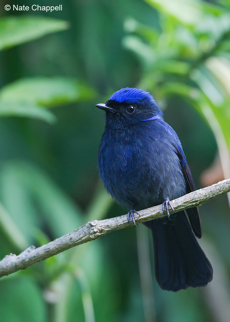 Large Niltava