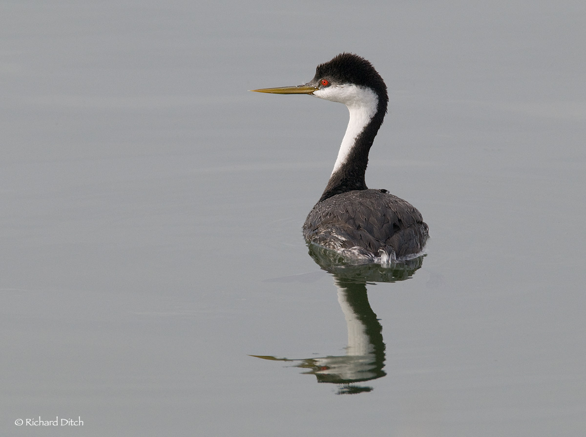 Western Grebe