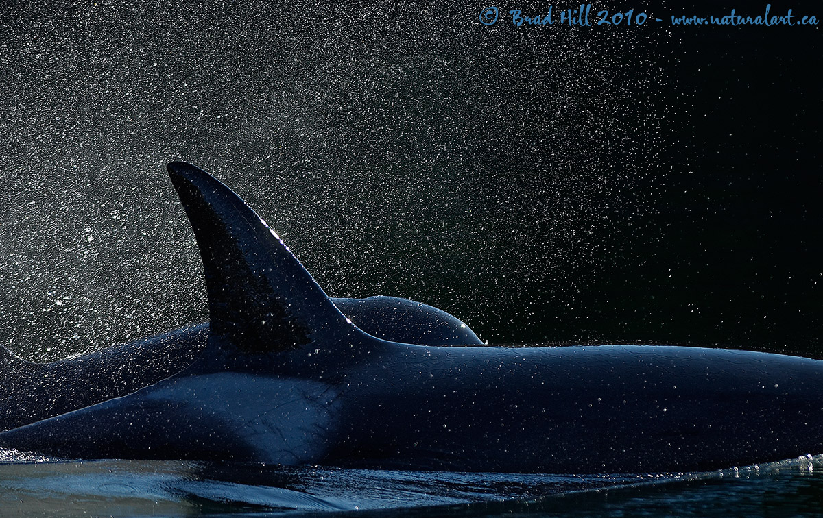 Orca Art