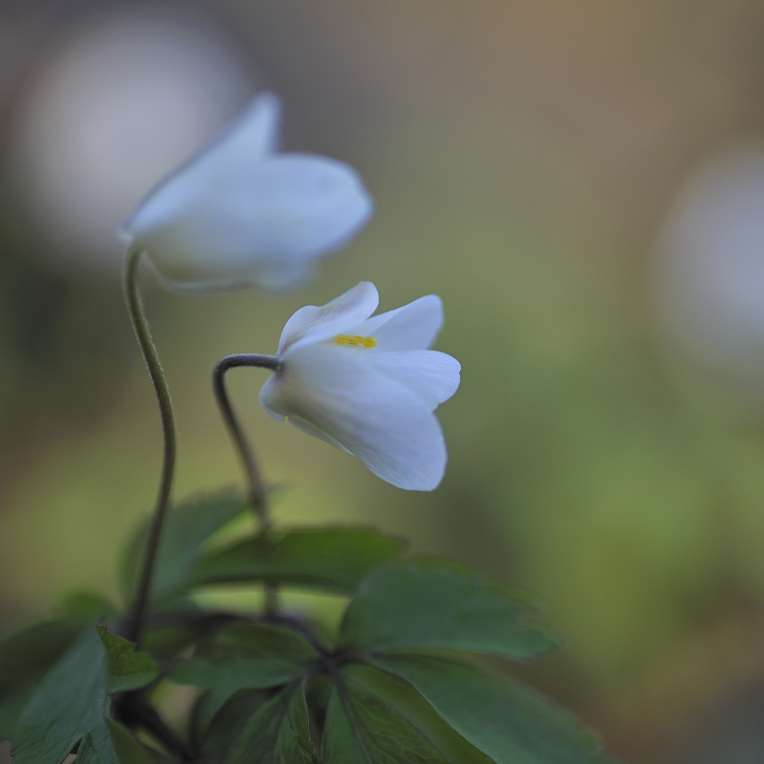 Springflowers (+repost)