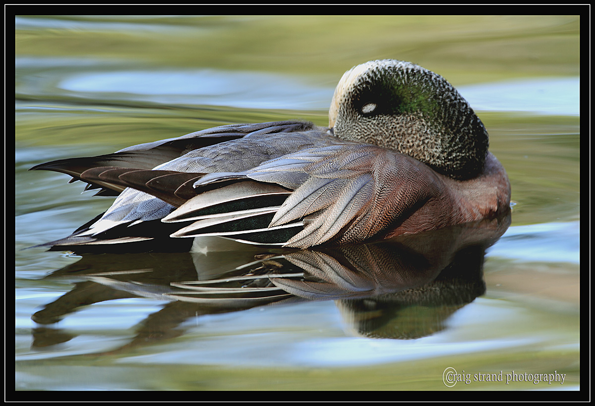 Sleepy Widgeon with Repost