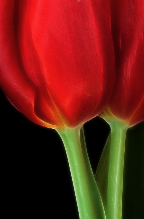tulip twins