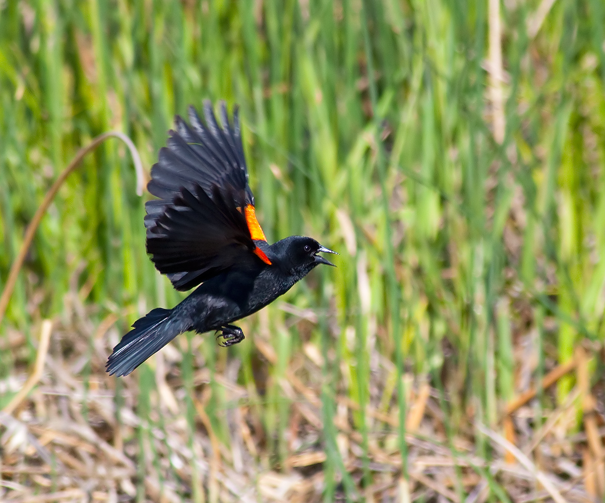 Redwinged Blackbird