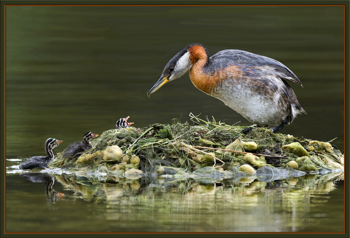 Grebe and chicks