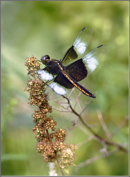 Widow skimmer