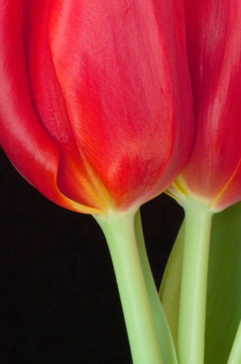 Tulip Twins