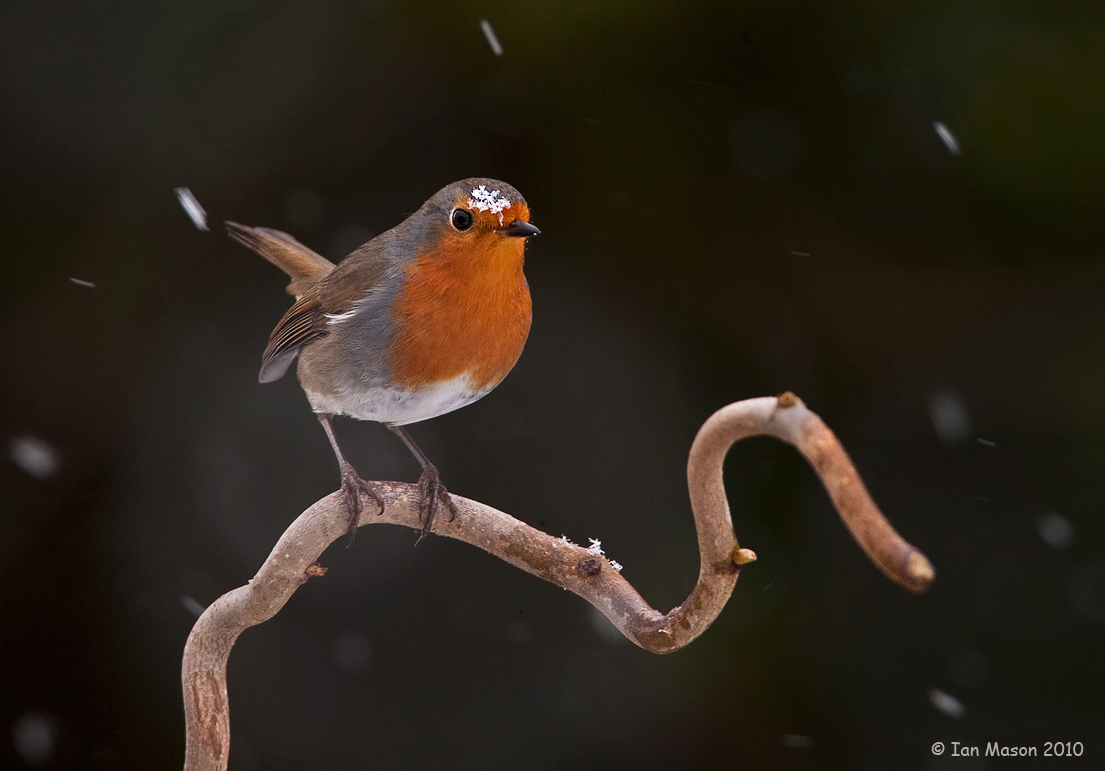 European Robin