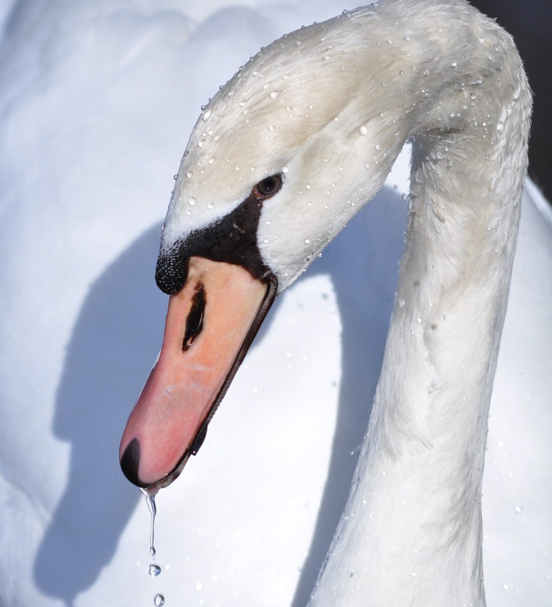 Beautiful Swan