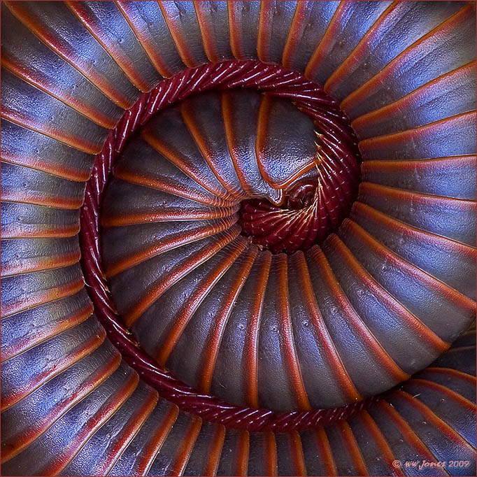 Defensive Vortex