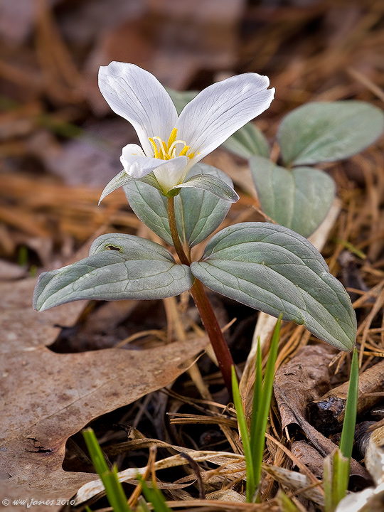 1st Trillium (T. nivale)