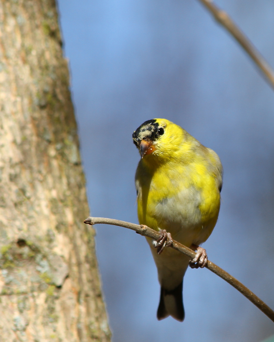 American Goldfinch