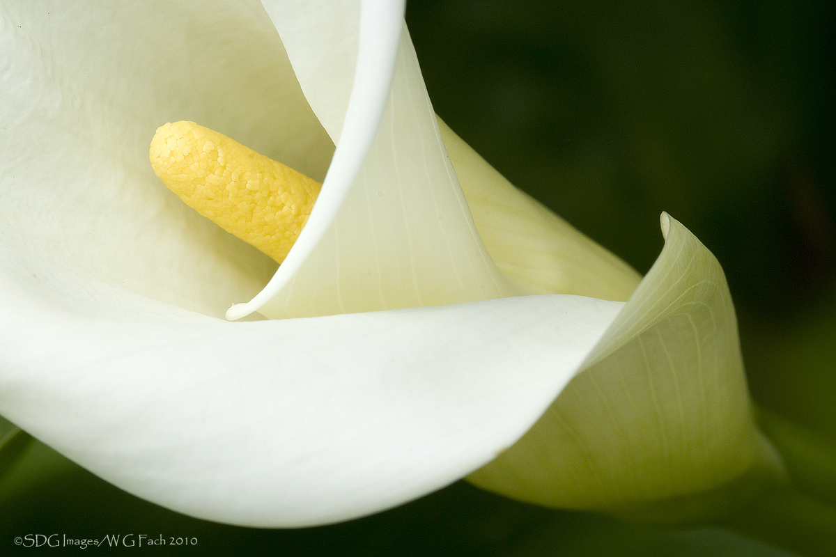 First Fruits