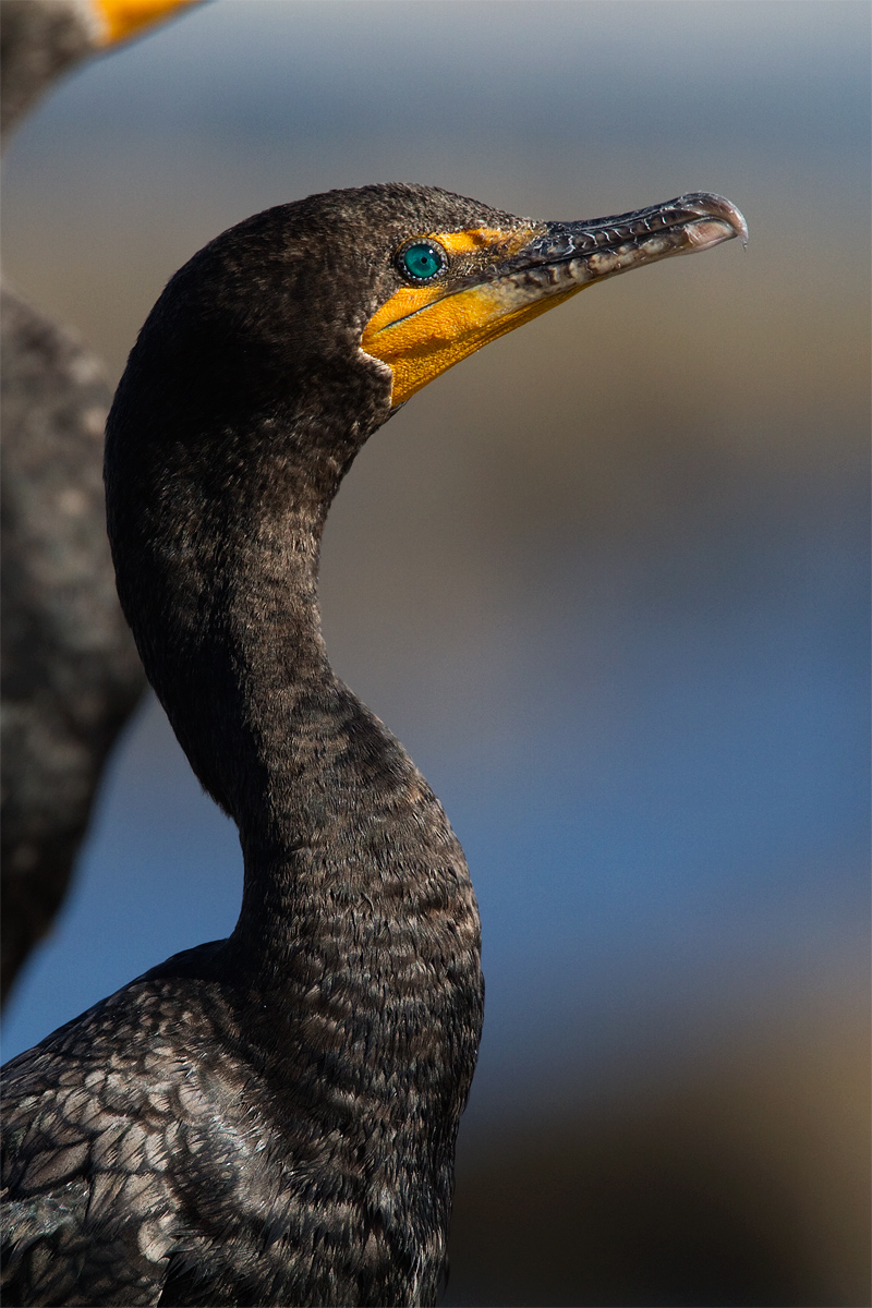 Cormorant + REPOST