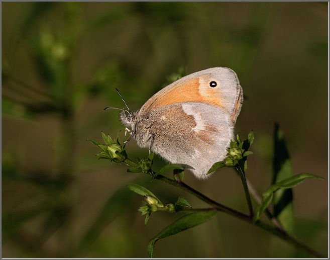 Common Ringlet