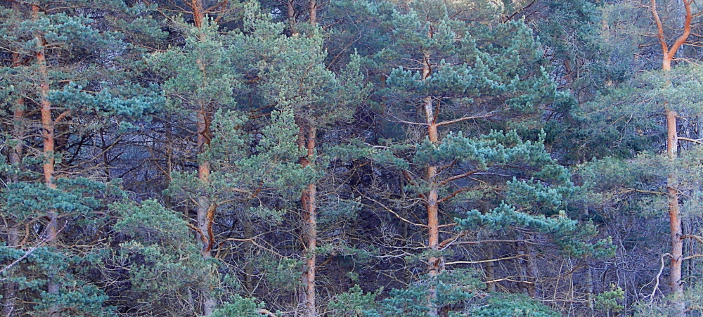 Vertical Pines