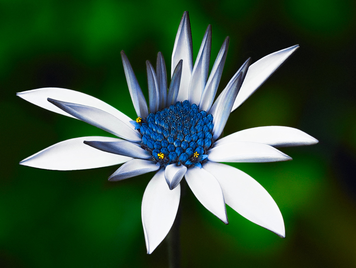 Our favourite flower 