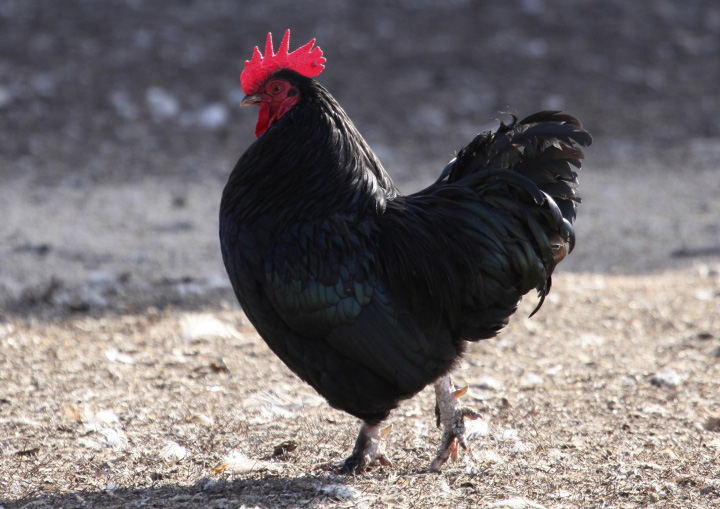 Black Rooster