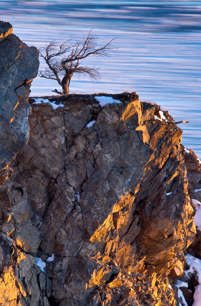 Old Tree and Sea Ice