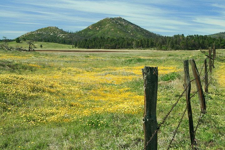 Cuyamaca flower field