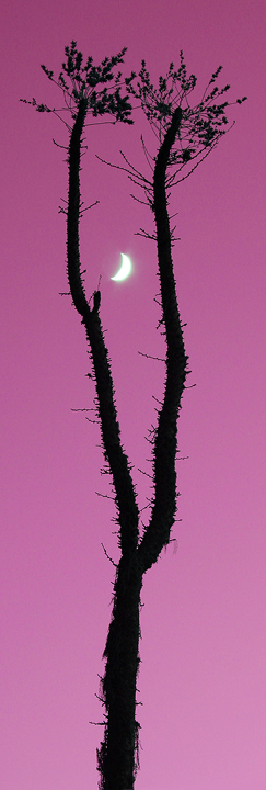 Boojum and moon