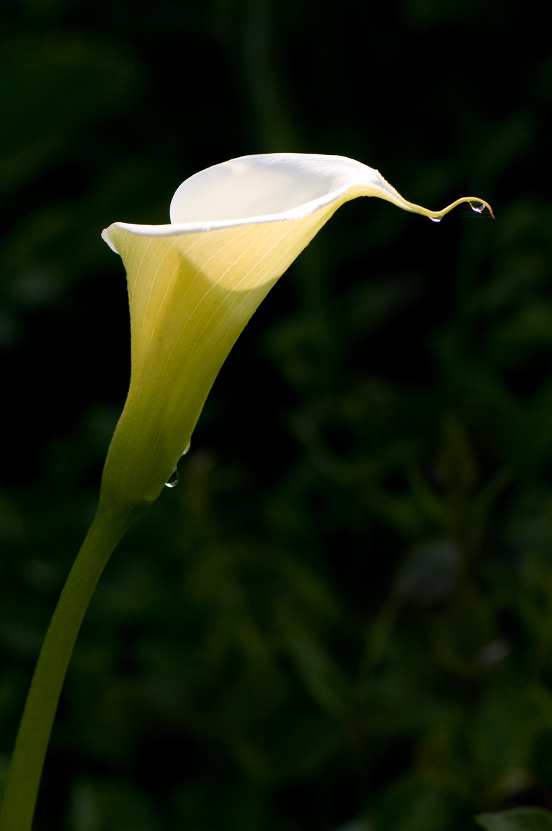 Fort Ross Calla