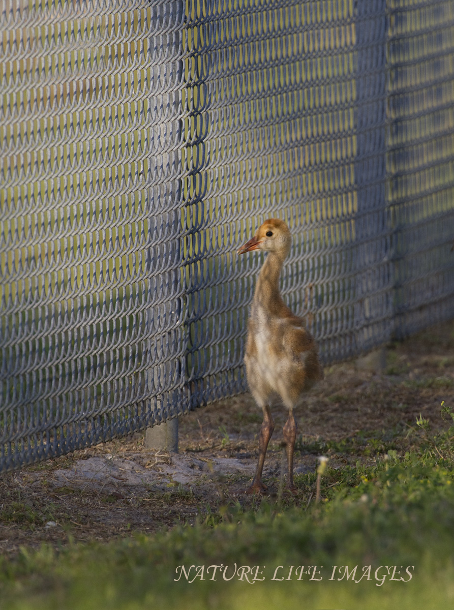 Fenced Out