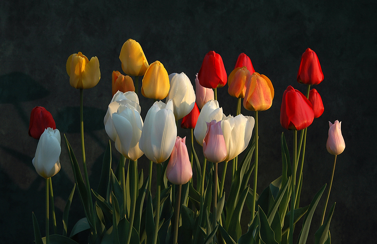 Tulips at sunrise