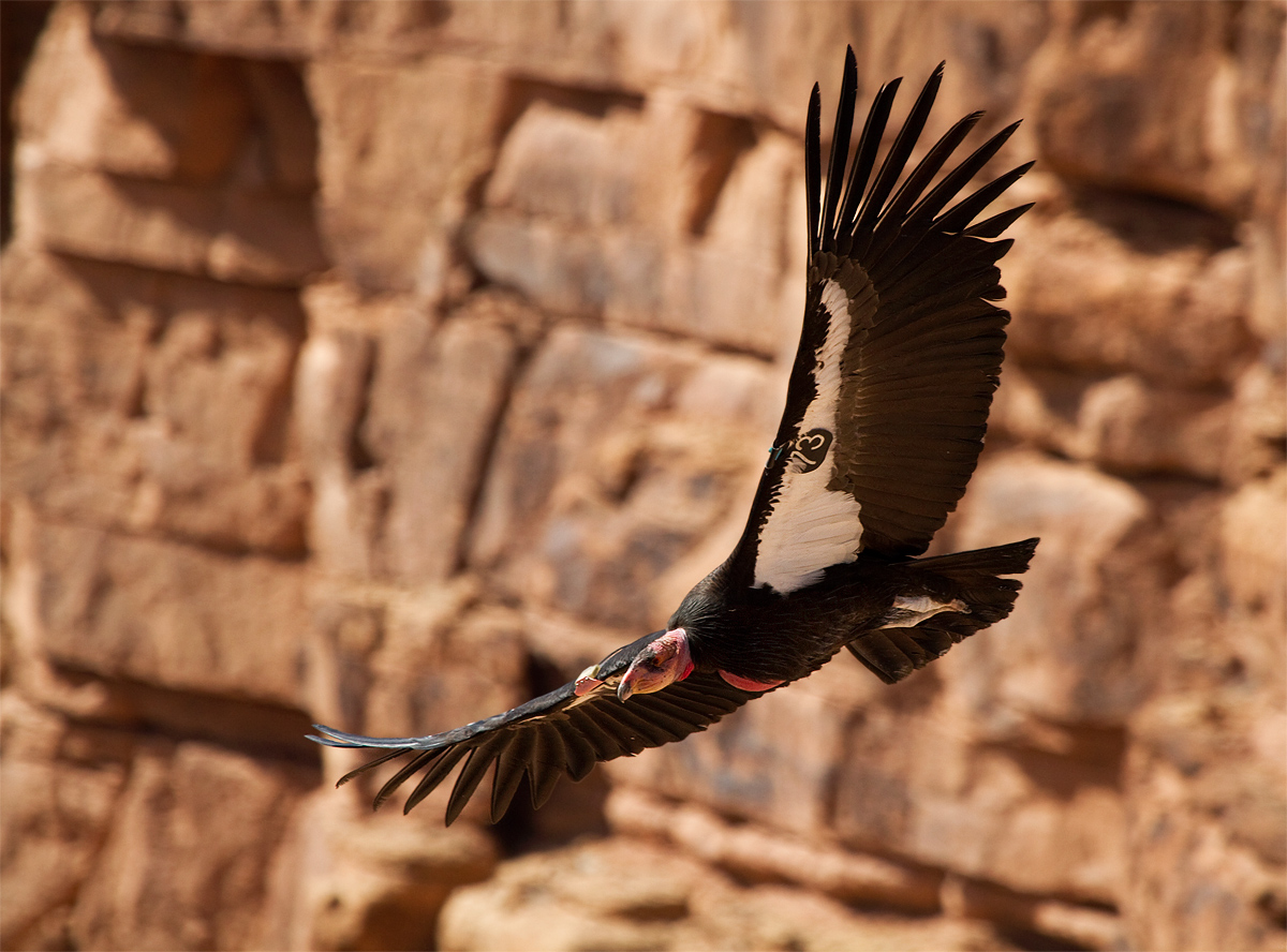 California Condor