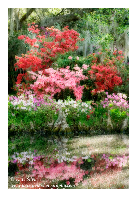 Azalea Impressions