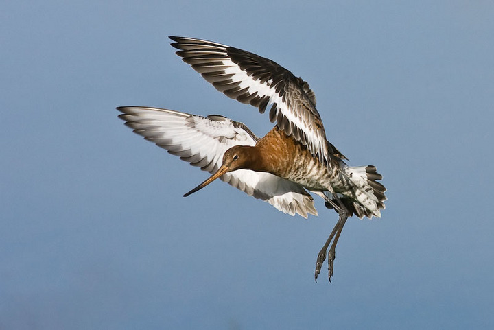 Black Tailed Godwit