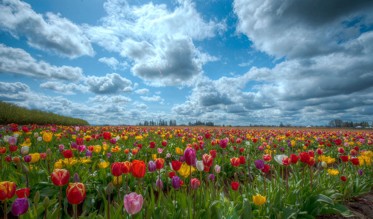 Tulips with Clouds