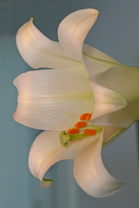 Easter Lily