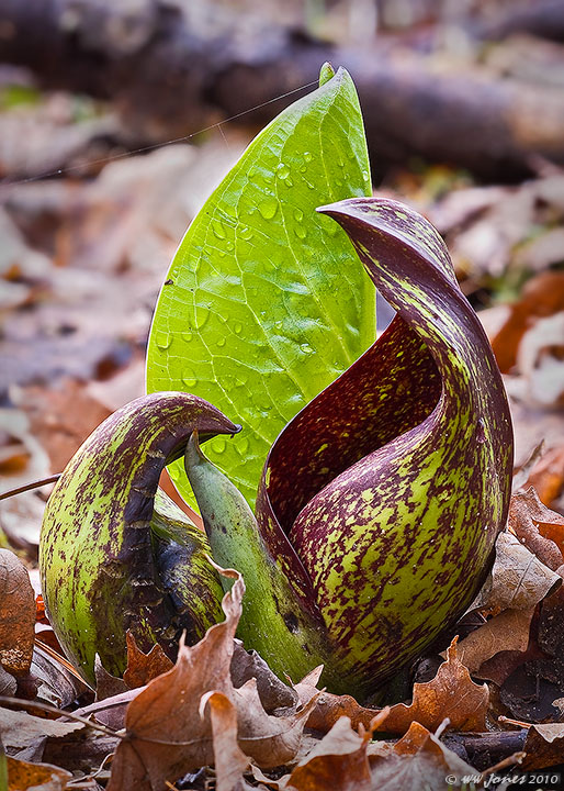 Skunk Cabbage Up Again