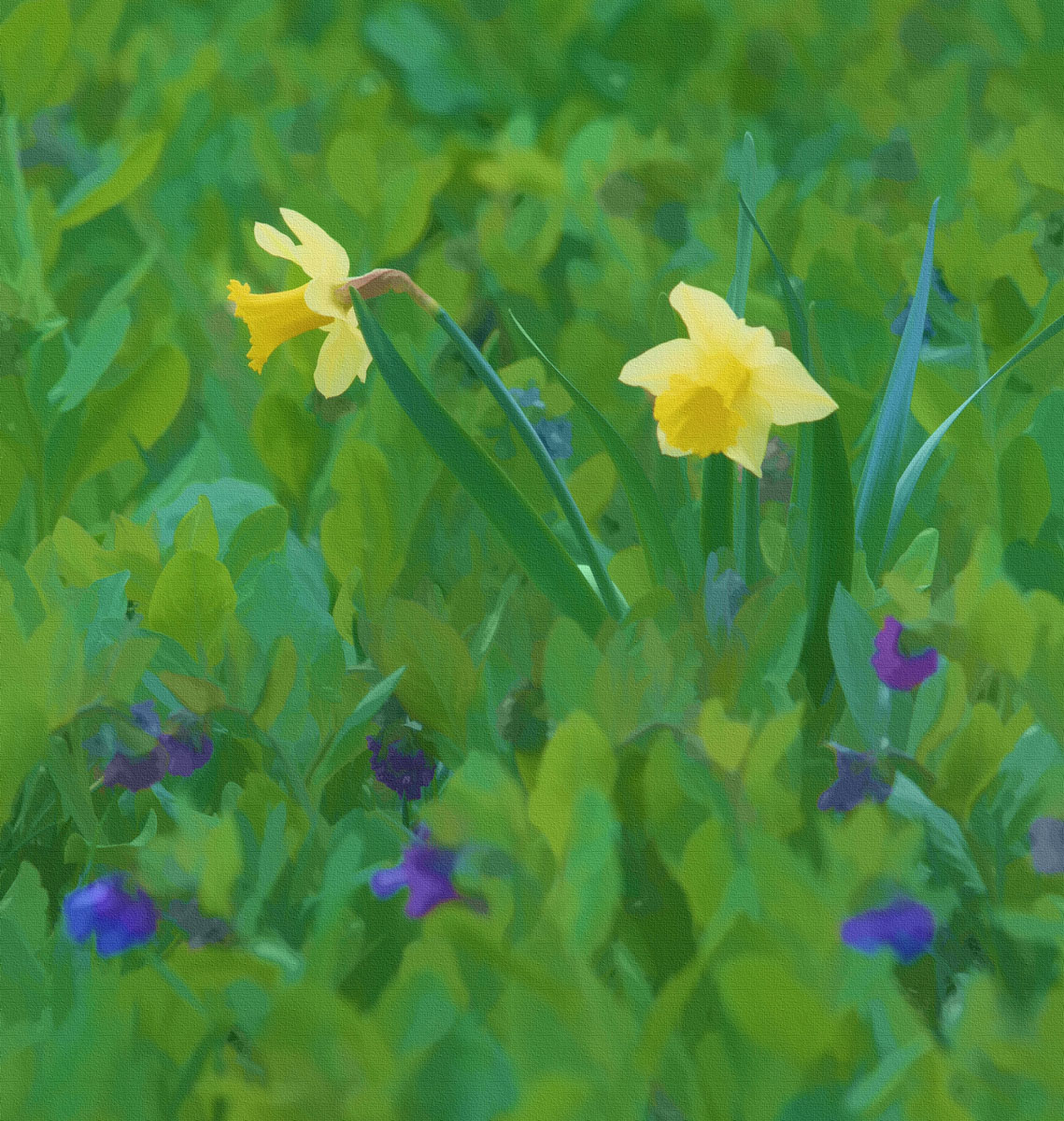 Daffodils (and repost)