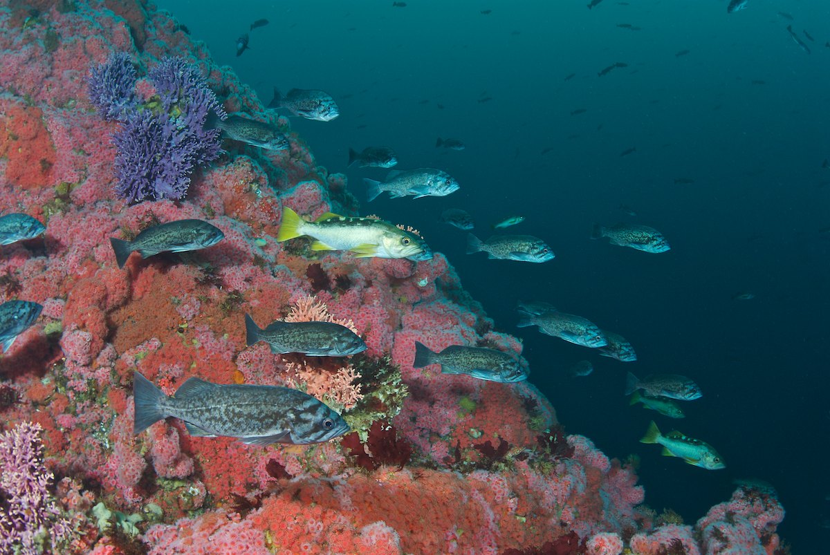 Schooling Rockfish