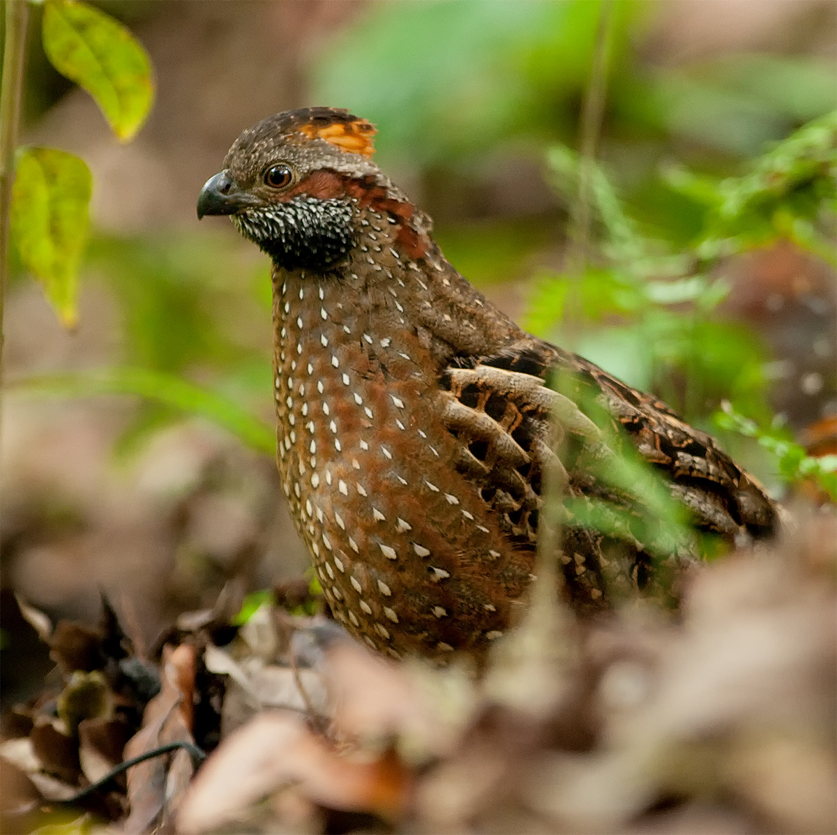 Spotted Wood-Quail