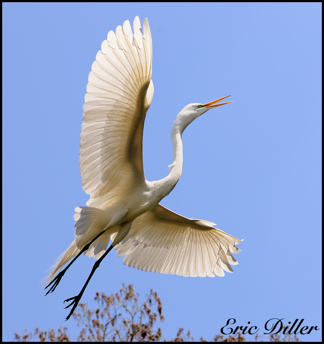White Egret landing.....