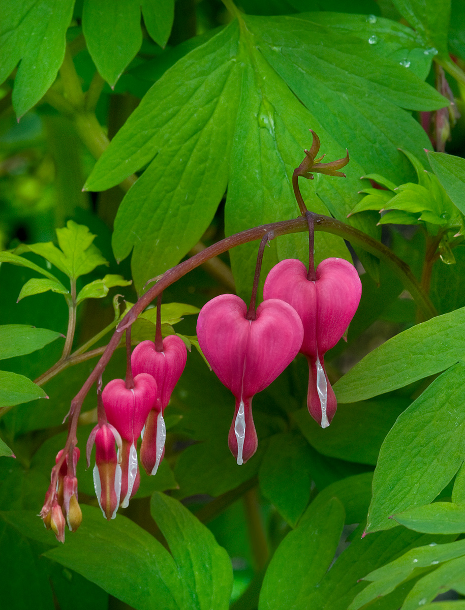 Bleeding Heart 1