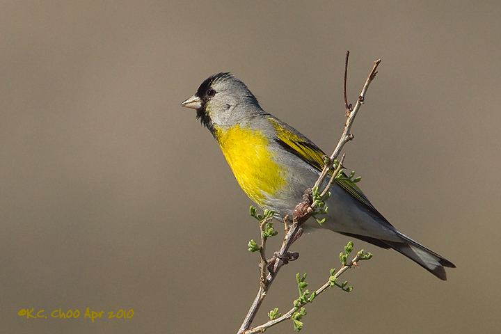 Lawrence's Goldfinch