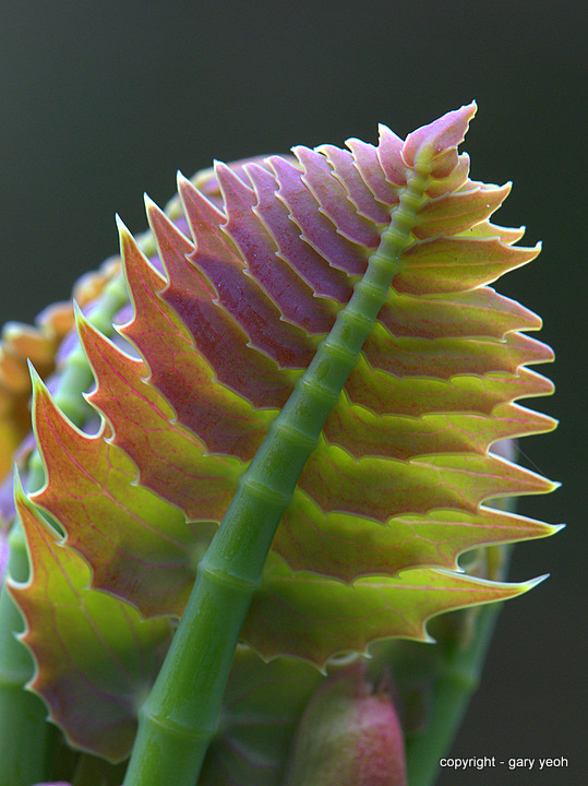 Dragon's tail